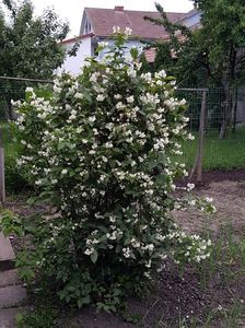 Iasomia de gradina