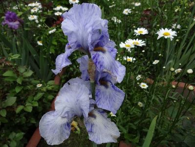 Gnu Blue