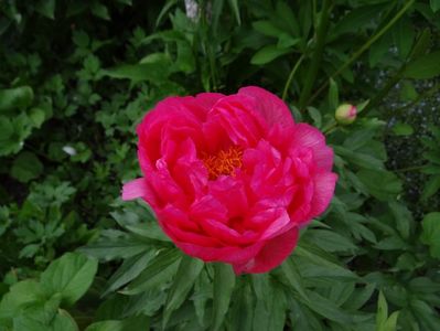 Hawaian Pink
