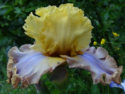 Noble Poet