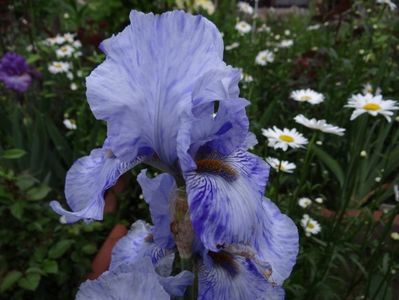 Gnu Blue
