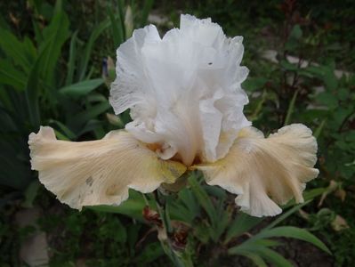 Apricot Frost