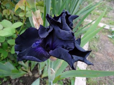Obsidian