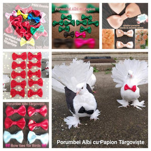 Bow ties for pigeons; Porumbei cu papioane
