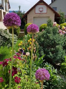 Allium giganteum