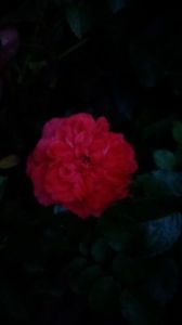 Uetersen rosenkonigin