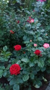 Niccolo Paganini si Jubile prince de monaco