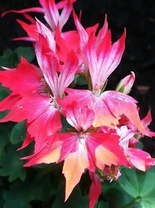 Fireworks red white bicolor