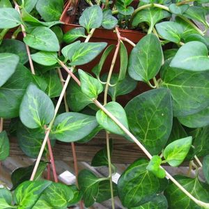 maculata_vinca_vine_plant_579_detail