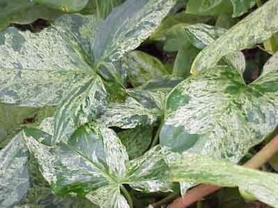 Syngonium_mottled_Arrowhead1-max-500