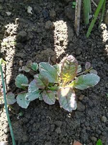 Ajuga