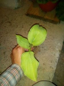 Hosta guacamole