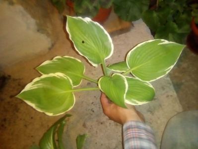 Hosta francee