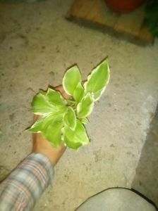 Hosta white green