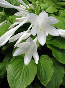 Hosta_plantaginea