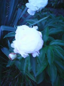 Photo0414 - Copy (2)