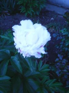 Photo0415 - Copy (2)
