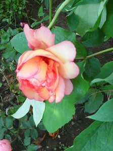 Photo0428 - Copy (2)
