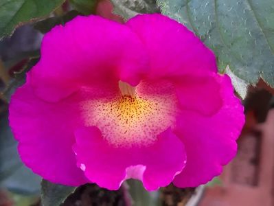 BriD’s 05 19 Achimenes; BriD’s Caissa
