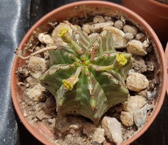 Euphorbia meloformis