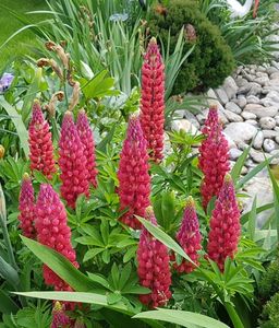 Lupin rosu