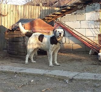 20190309_173250-1-1; Femela ciobanesc de bucovina 2 ani
