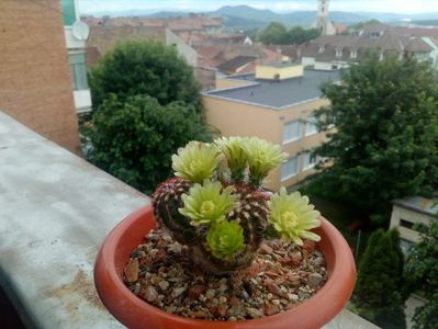 Echinocereus  viridiflorus