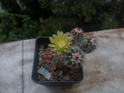 Echinocereus viridiflorus