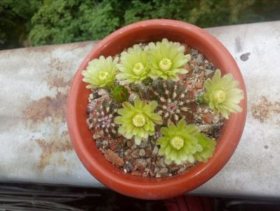 Echinocereus viridiflorus