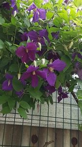 thumbnail - 2019-05-31T221646.152