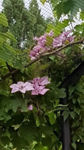 thumbnail - 2019-05-29T182725.051