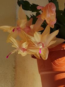 thumbnail - 2019-05-25T194504.436
