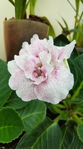 thumbnail - 2019-05-31T221459.514