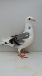 vandut
