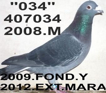 2008.407034.M.BB