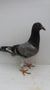 vandut