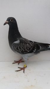 vandut