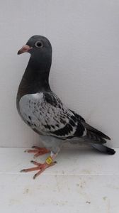 vandut