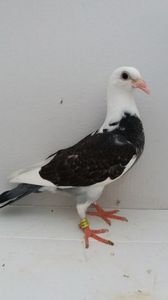 vandut