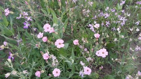 ; Matthiola longipetala
