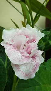 thumbnail - 2019-06-01T203805.902