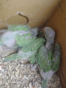 micl alex. puisori 2019