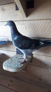 received_2296504917262733