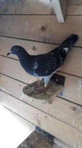 received_2490485287669036