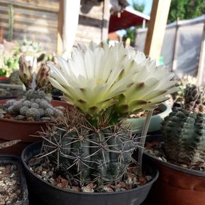 Gymnocalycium Schatzlianum
