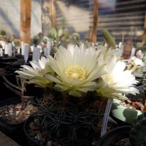 Gymnocalycium Schatzlianum
