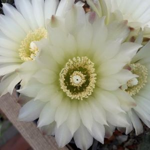 Gymnocalycium Schatzlianum