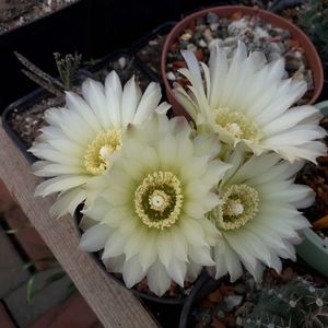 Gymnocalycium  Schatzlianum