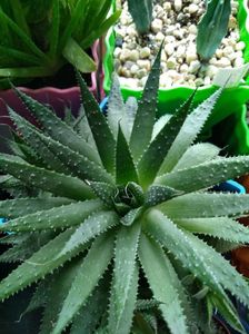 Aloe Aristata