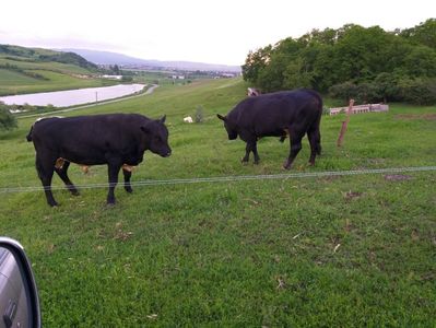 Tauri de 1an si 10 luni; Din taurul New Transit de la Biagen Bistrita. Metisat cu Baltata Românească.
